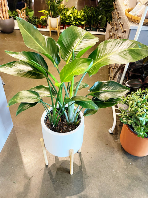 Strelitzia Bird of Paradise